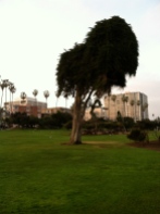 La Jolla "Dr. Seuss" tree